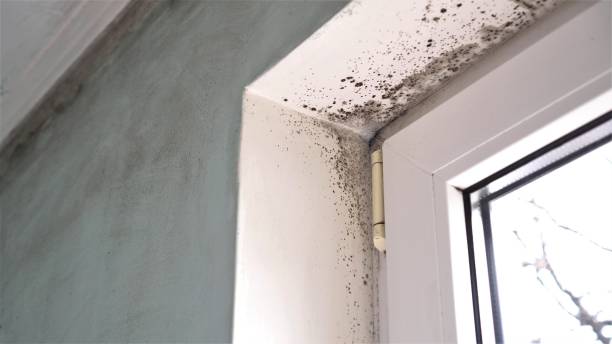 Best Industrial Mold Remediation in Follansbee, WV
