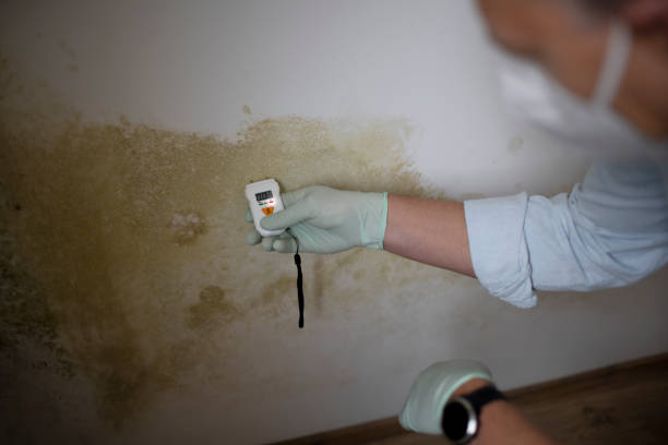 Best Localized Mold Remediation (e.g., coastal areas, humid climates) in Follansbee, WV
