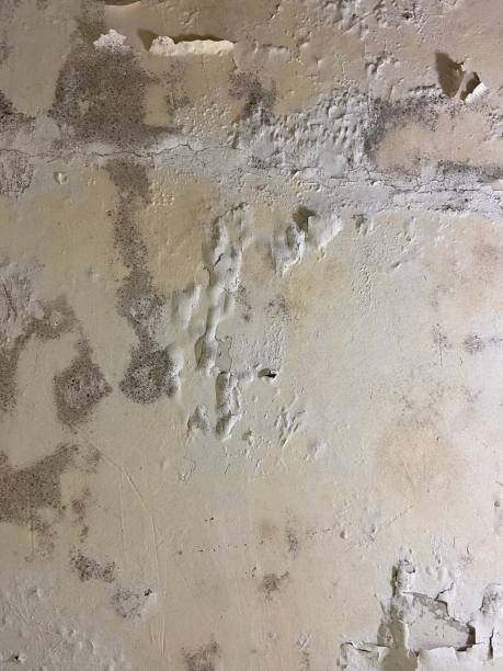 Professional Mold Remediation in Follansbee, WV