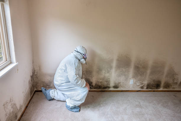 Best Emergency Mold Remediation in Follansbee, WV