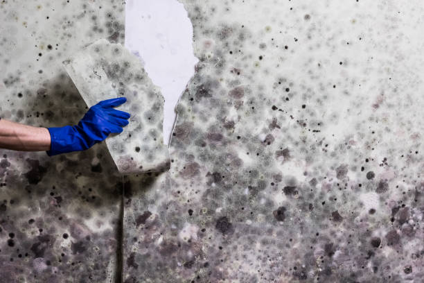 Best Basement Mold Remediation in Follansbee, WV