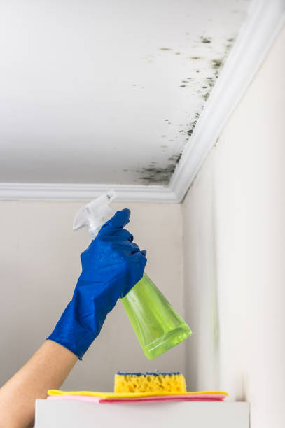 Best DIY Mold Remediation Support Services in Follansbee, WV