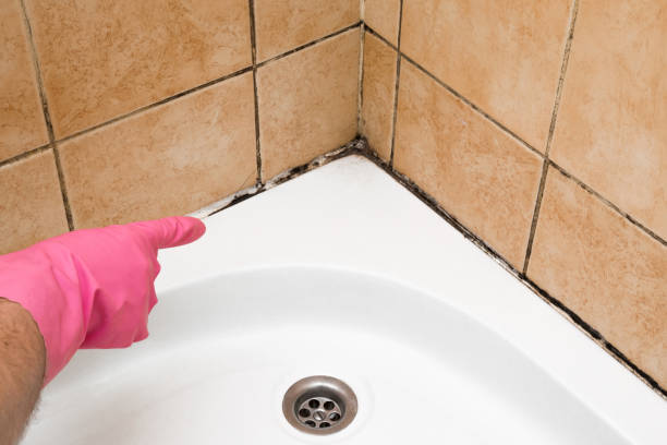 Best Attic Mold Remediation in Follansbee, WV